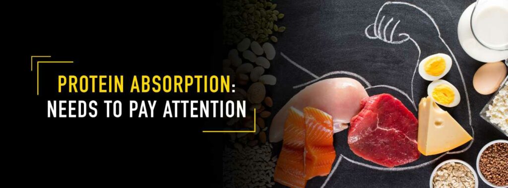 Protein Absorption